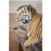 Image 4 : *TEXAS RESIDENTS ONLY* Huge Life-sized TIGER Mounted on an Inclined Base