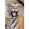 Image 5 : *TEXAS RESIDENTS ONLY* Huge Life-sized TIGER Mounted on an Inclined Base