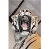 Image 6 : *TEXAS RESIDENTS ONLY* Huge Life-sized TIGER Mounted on an Inclined Base