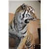 Image 7 : *TEXAS RESIDENTS ONLY* Huge Life-sized TIGER Mounted on an Inclined Base