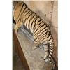 Image 8 : *TEXAS RESIDENTS ONLY* Huge Life-sized TIGER Mounted on an Inclined Base