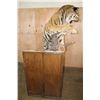 Image 9 : *TEXAS RESIDENTS ONLY* Huge Life-sized TIGER Mounted on an Inclined Base