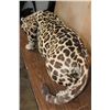 Image 11 : *TEXAS RESIDENTS ONLY* Life-sized Freestanding JAGUAR