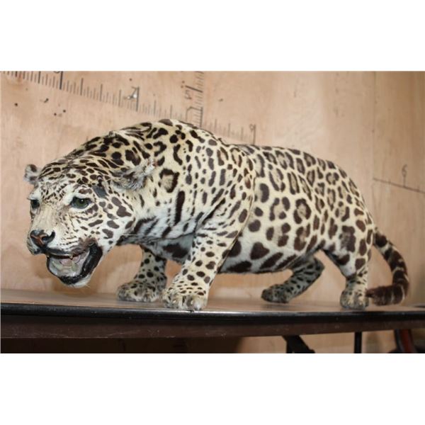 *TEXAS RESIDENTS ONLY* Life-sized Freestanding JAGUAR