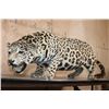 Image 1 : *TEXAS RESIDENTS ONLY* Life-sized Freestanding JAGUAR