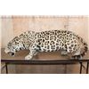 Image 2 : *TEXAS RESIDENTS ONLY* Life-sized Freestanding JAGUAR