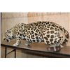 Image 3 : *TEXAS RESIDENTS ONLY* Life-sized Freestanding JAGUAR