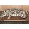 Image 4 : *TEXAS RESIDENTS ONLY* Life-sized Freestanding JAGUAR