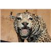 Image 5 : *TEXAS RESIDENTS ONLY* Life-sized Freestanding JAGUAR