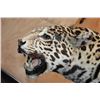 Image 6 : *TEXAS RESIDENTS ONLY* Life-sized Freestanding JAGUAR