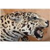 Image 7 : *TEXAS RESIDENTS ONLY* Life-sized Freestanding JAGUAR