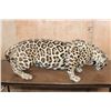 Image 8 : *TEXAS RESIDENTS ONLY* Life-sized Freestanding JAGUAR
