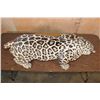 Image 9 : *TEXAS RESIDENTS ONLY* Life-sized Freestanding JAGUAR
