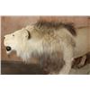 Image 10 : *TEXAS RESIDENTS ONLY* Big AFRICAN LION Mounted on a Wood Base with Wheels