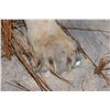 Image 12 : *TEXAS RESIDENTS ONLY* Big AFRICAN LION Mounted on a Wood Base with Wheels