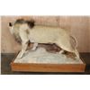 Image 13 : *TEXAS RESIDENTS ONLY* Big AFRICAN LION Mounted on a Wood Base with Wheels