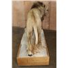Image 14 : *TEXAS RESIDENTS ONLY* Big AFRICAN LION Mounted on a Wood Base with Wheels