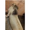 Image 15 : *TEXAS RESIDENTS ONLY* Big AFRICAN LION Mounted on a Wood Base with Wheels