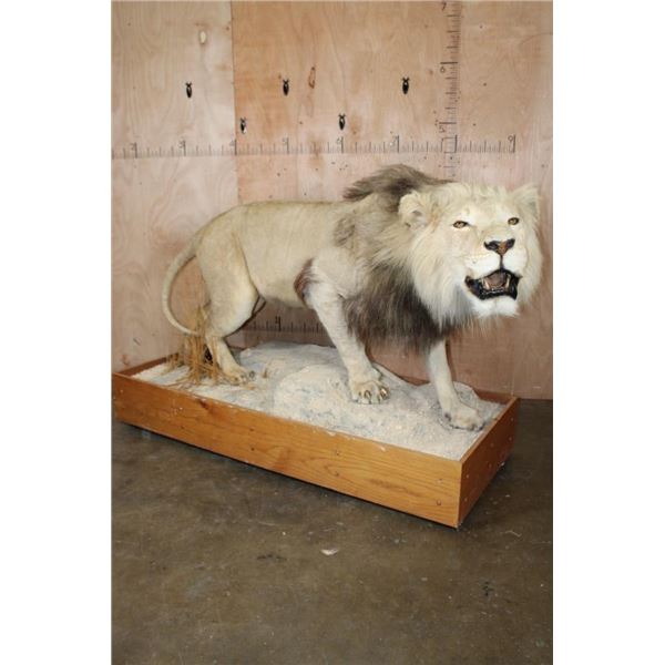 *TEXAS RESIDENTS ONLY* Big AFRICAN LION Mounted on a Wood Base with Wheels