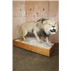 Image 1 : *TEXAS RESIDENTS ONLY* Big AFRICAN LION Mounted on a Wood Base with Wheels