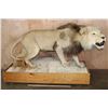 Image 2 : *TEXAS RESIDENTS ONLY* Big AFRICAN LION Mounted on a Wood Base with Wheels