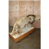 Image 3 : *TEXAS RESIDENTS ONLY* Big AFRICAN LION Mounted on a Wood Base with Wheels