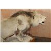 Image 4 : *TEXAS RESIDENTS ONLY* Big AFRICAN LION Mounted on a Wood Base with Wheels