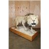 Image 5 : *TEXAS RESIDENTS ONLY* Big AFRICAN LION Mounted on a Wood Base with Wheels