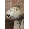 Image 6 : *TEXAS RESIDENTS ONLY* Big AFRICAN LION Mounted on a Wood Base with Wheels