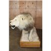 Image 7 : *TEXAS RESIDENTS ONLY* Big AFRICAN LION Mounted on a Wood Base with Wheels