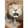 Image 8 : *TEXAS RESIDENTS ONLY* Big AFRICAN LION Mounted on a Wood Base with Wheels