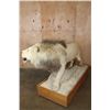 Image 9 : *TEXAS RESIDENTS ONLY* Big AFRICAN LION Mounted on a Wood Base with Wheels