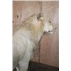 Image 10 : *TEXAS RESIDENTS ONLY* Life-sized AFRICAN LION on a Wood Base with Wheels