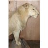 Image 11 : *TEXAS RESIDENTS ONLY* Life-sized AFRICAN LION on a Wood Base with Wheels