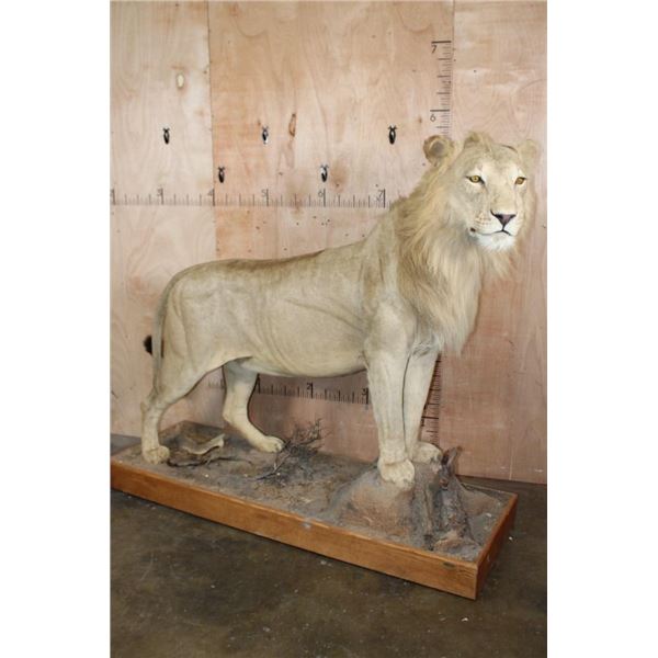 *TEXAS RESIDENTS ONLY* Life-sized AFRICAN LION on a Wood Base with Wheels