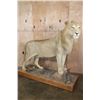 Image 1 : *TEXAS RESIDENTS ONLY* Life-sized AFRICAN LION on a Wood Base with Wheels