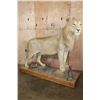 Image 2 : *TEXAS RESIDENTS ONLY* Life-sized AFRICAN LION on a Wood Base with Wheels