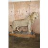 Image 3 : *TEXAS RESIDENTS ONLY* Life-sized AFRICAN LION on a Wood Base with Wheels
