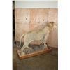 Image 4 : *TEXAS RESIDENTS ONLY* Life-sized AFRICAN LION on a Wood Base with Wheels