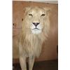 Image 5 : *TEXAS RESIDENTS ONLY* Life-sized AFRICAN LION on a Wood Base with Wheels