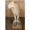 Image 6 : *TEXAS RESIDENTS ONLY* Life-sized AFRICAN LION on a Wood Base with Wheels