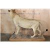 Image 7 : *TEXAS RESIDENTS ONLY* Life-sized AFRICAN LION on a Wood Base with Wheels