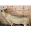 Image 8 : *TEXAS RESIDENTS ONLY* Life-sized AFRICAN LION on a Wood Base with Wheels