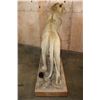 Image 9 : *TEXAS RESIDENTS ONLY* Life-sized AFRICAN LION on a Wood Base with Wheels