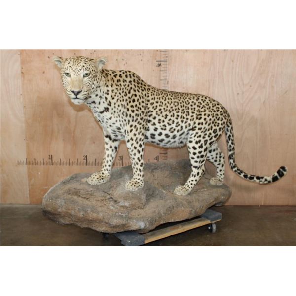 *TEXAS RESIDENTS ONLY* XXL Life-sized LEOPARD on a Decorative Wall Base
