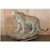 Image 1 : *TEXAS RESIDENTS ONLY* XXL Life-sized LEOPARD on a Decorative Wall Base