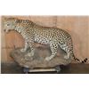 Image 2 : *TEXAS RESIDENTS ONLY* XXL Life-sized LEOPARD on a Decorative Wall Base
