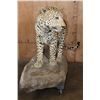 Image 3 : *TEXAS RESIDENTS ONLY* XXL Life-sized LEOPARD on a Decorative Wall Base
