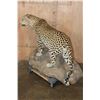 Image 4 : *TEXAS RESIDENTS ONLY* XXL Life-sized LEOPARD on a Decorative Wall Base