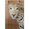 Image 5 : *TEXAS RESIDENTS ONLY* XXL Life-sized LEOPARD on a Decorative Wall Base